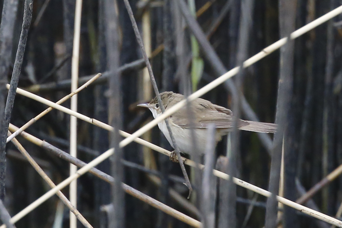 Eurasian Reed Warbler